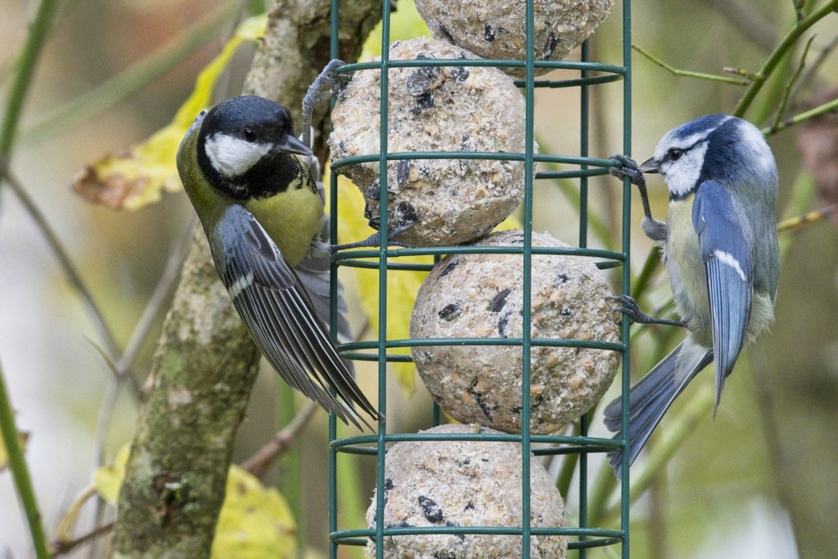 Vogelfütterung_5 Nov_2019 DSC_4361.jpg