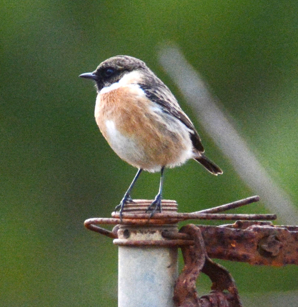 vogelff Kopie