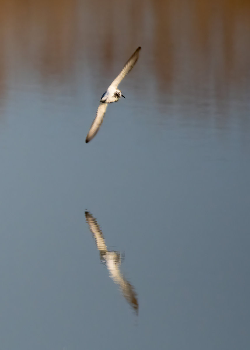 VogelflugSpiegellung.jpg