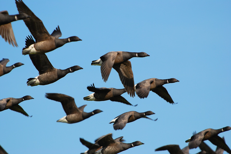 Vogelfotografien 10