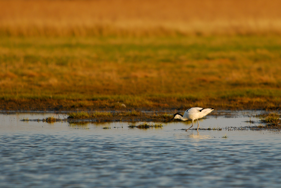 Vogelfotografien 15