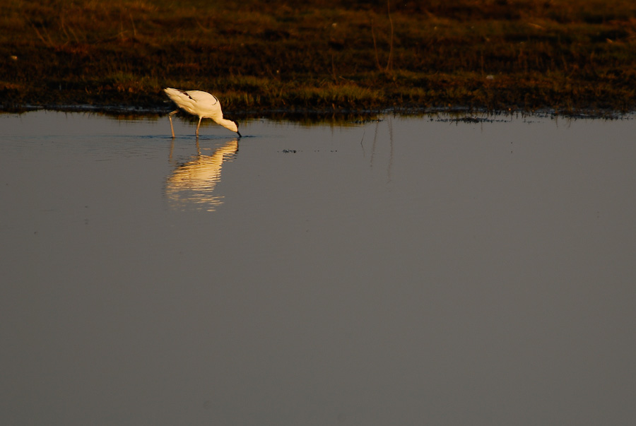 Vogelfotografien 17