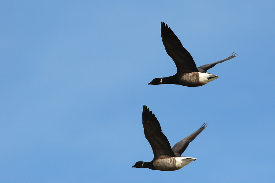 Vogelfotografien 4