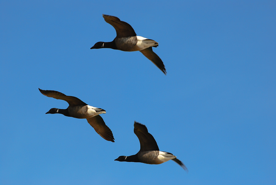 Vogelfotografien 5