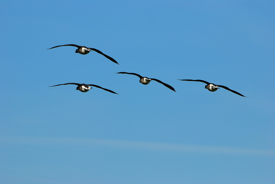 Vogelfotografien 8