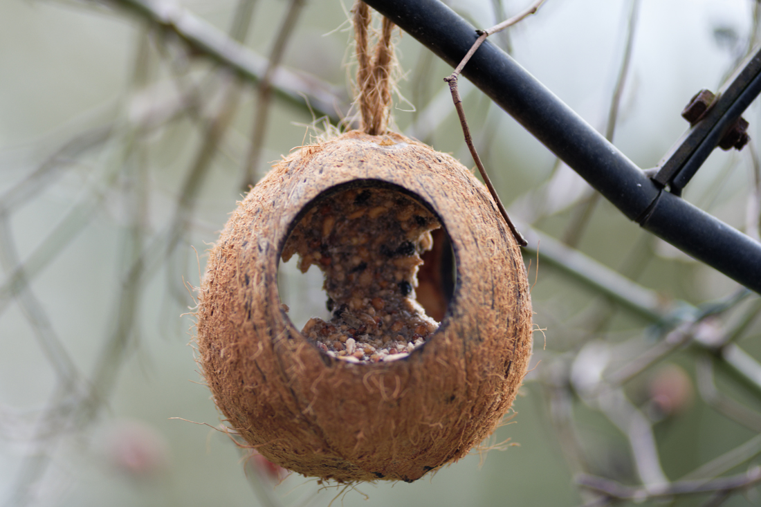 Vogelfutter Kokosnuss.jpg