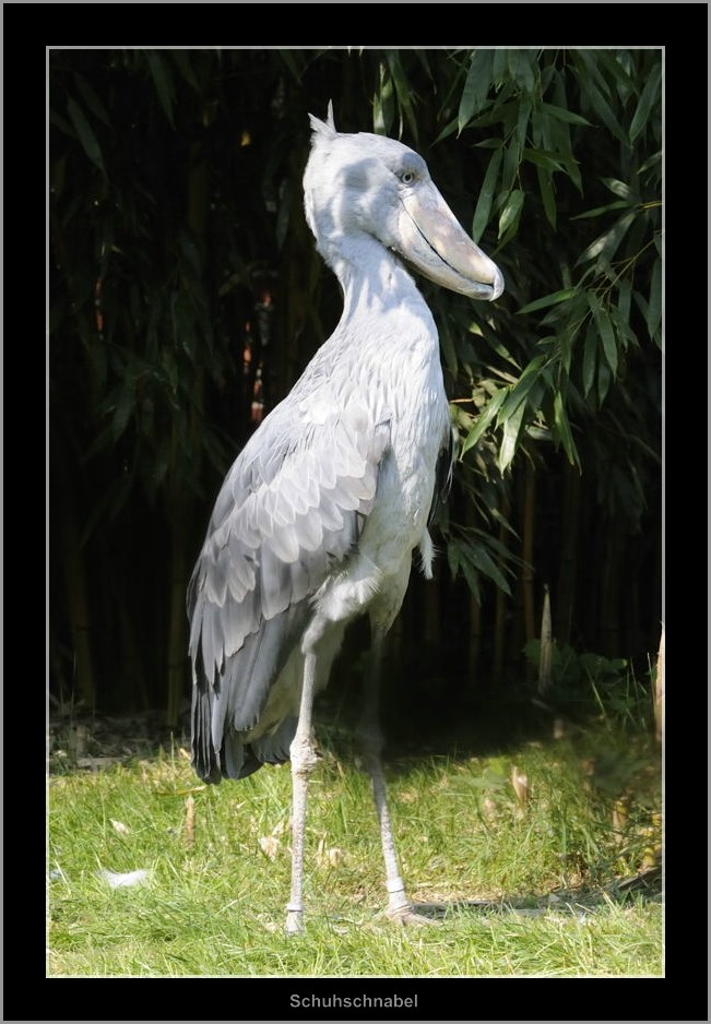 Vogelpark 03