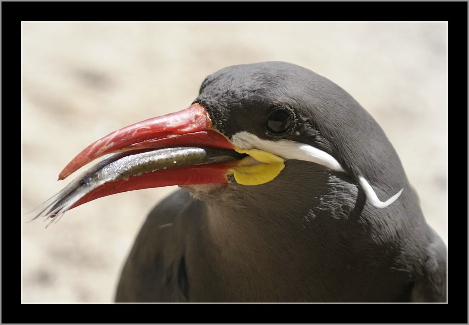 Vogelpark 14
