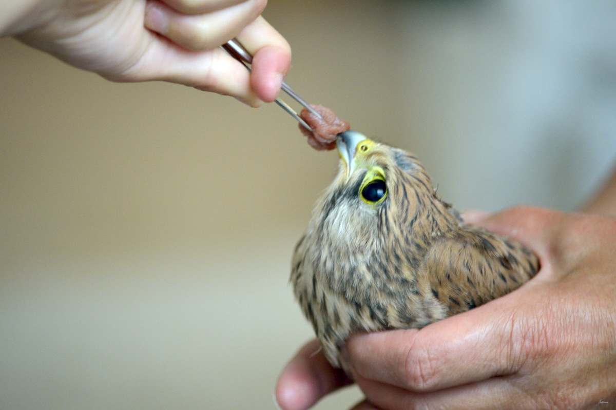 VogelPZ1 5864