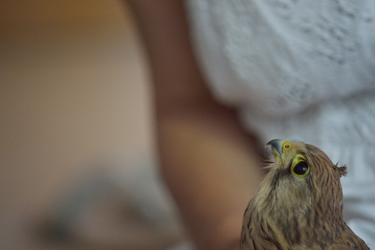 VogelPZ1 5883
