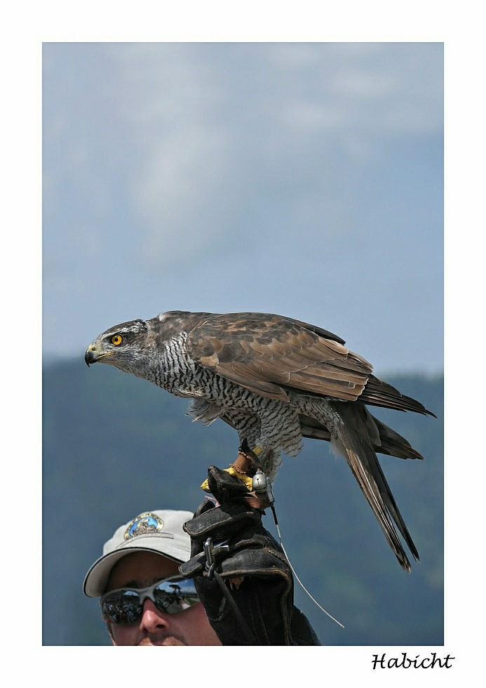 Vogelschau