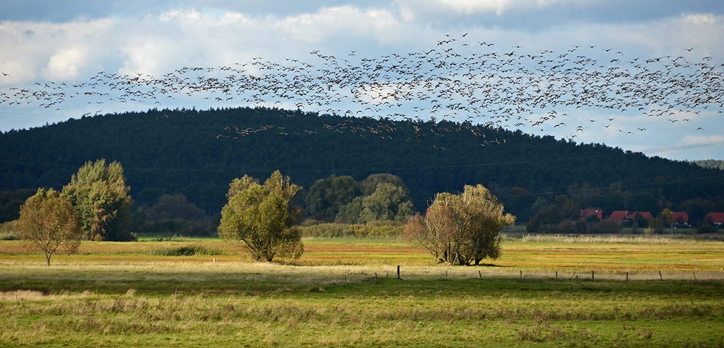 Vogelschwarmzeit am Blankensee / Brandenburg