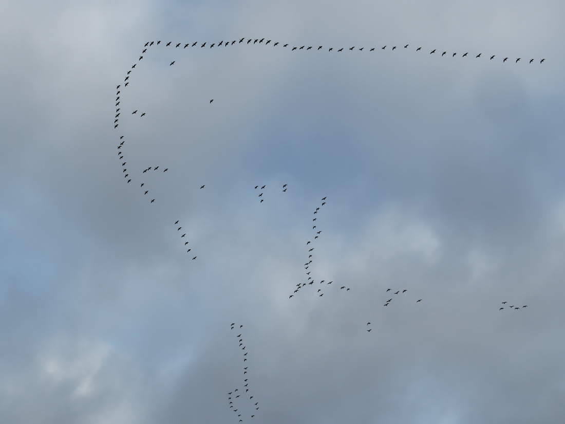 Vogelzug Gänse.jpg