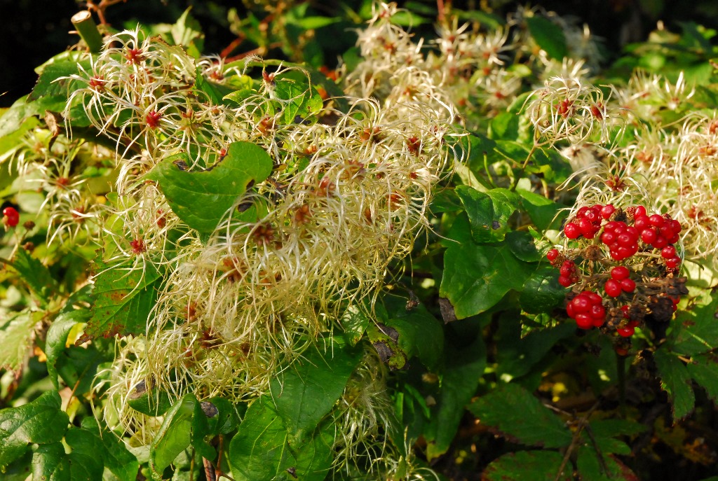 Von der Frucht zum Samen