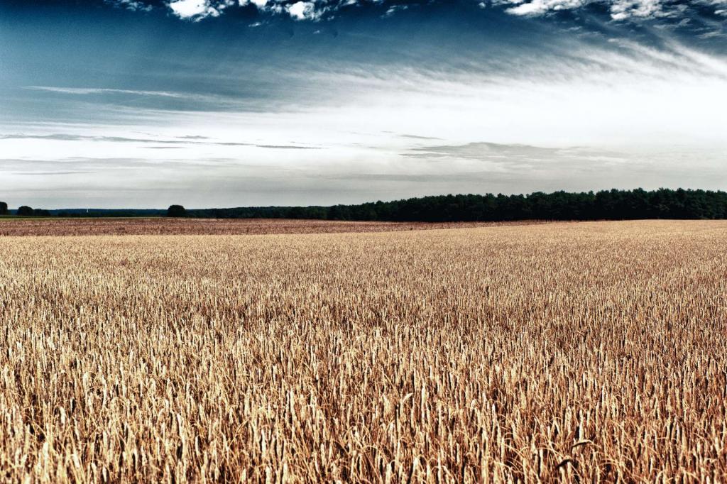 Vor der Ernte
100mm
