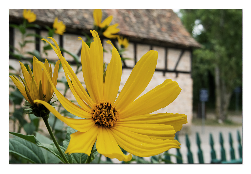Vorgartenschmuck