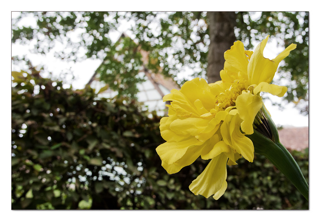 Vorgartenschmuck