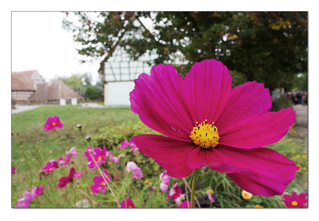 Vorgartenschmuck