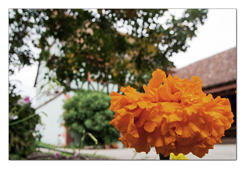 Vorgartenschmuck