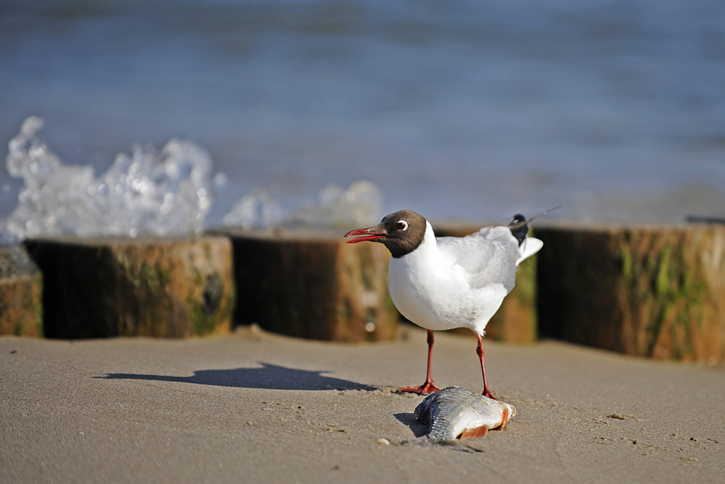 Vorsicht Welle