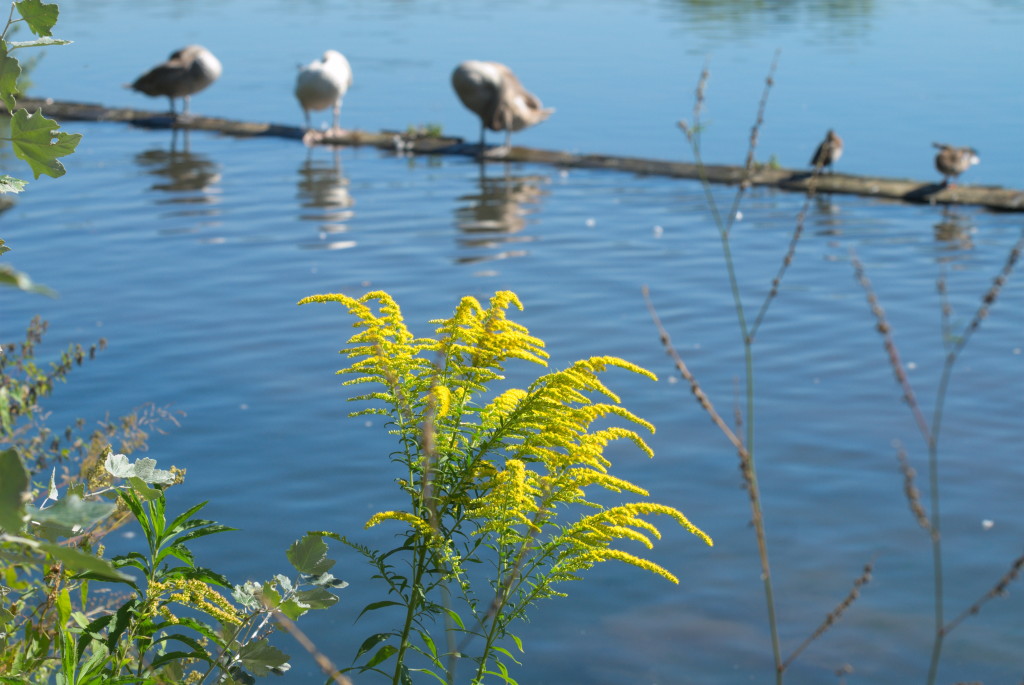 Wöhrder See