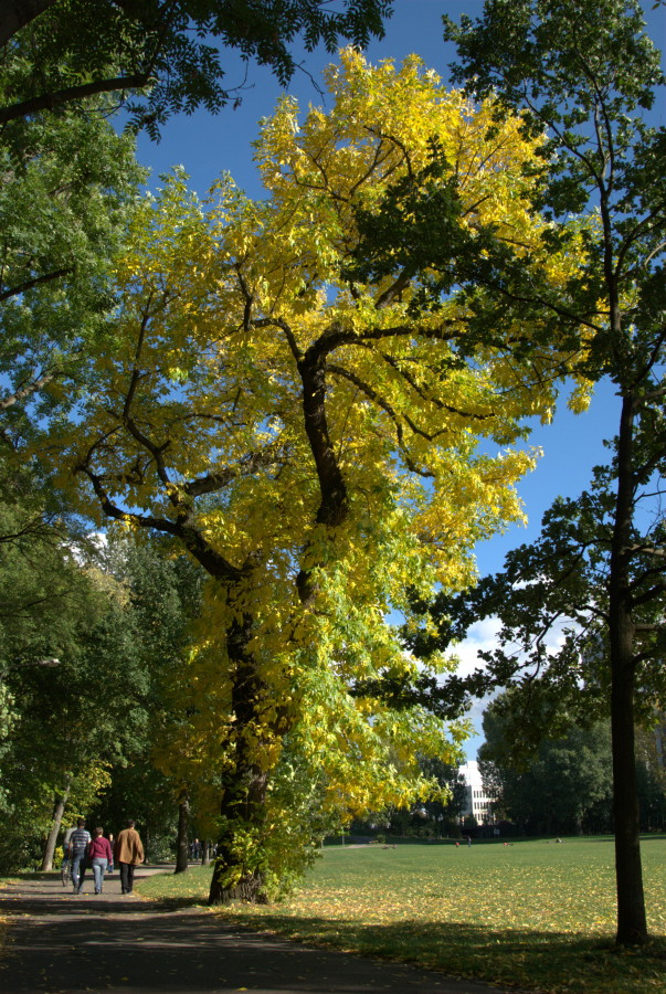 Wöhrder Wiese