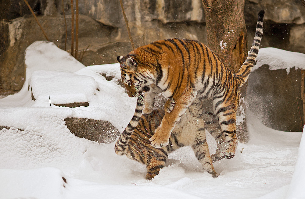 W intertiger