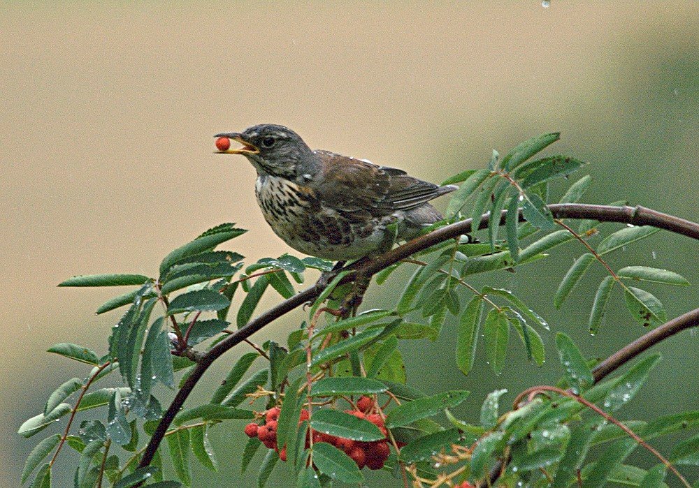 Wachholderdrosssel02