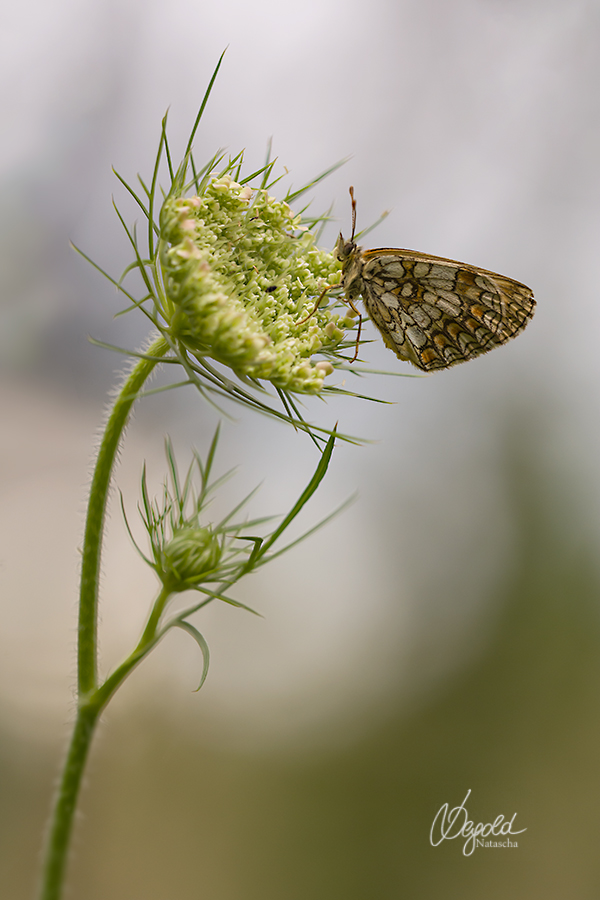Wachtelweizen Scheckenfalter (Melitaea athalia)