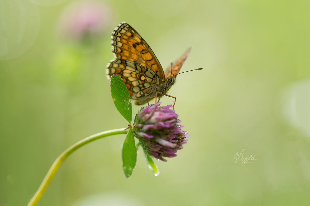 Wachtelweizen-Scheckenfalter (Melitaea athalia)