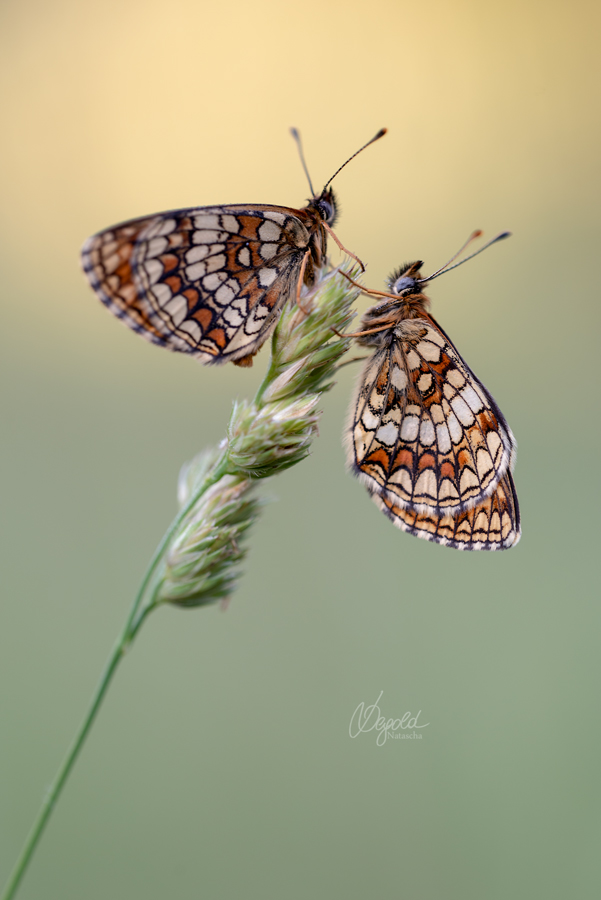 Wachtelweizen-Scheckenfalter (Melitaea athalia)