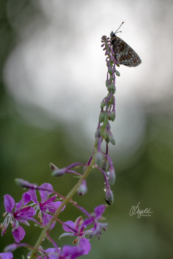 Wachtelweizen-Scheckenfalter (Melitaea athalia)