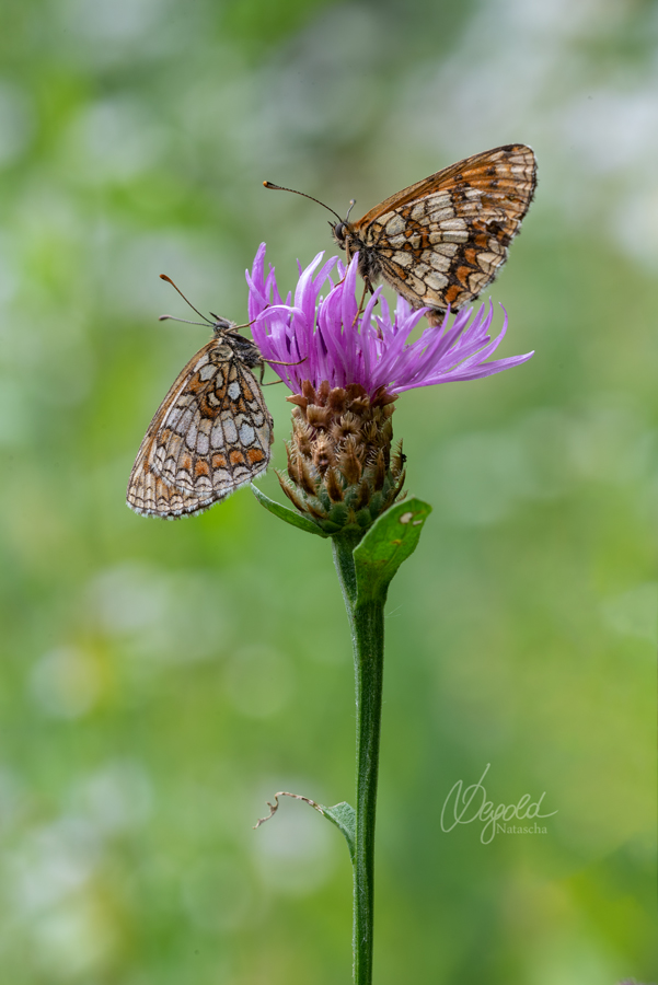 Wachtelweizen-Scheckenfalter (Melitaea athalia)