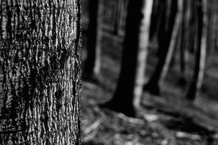 Wald 001