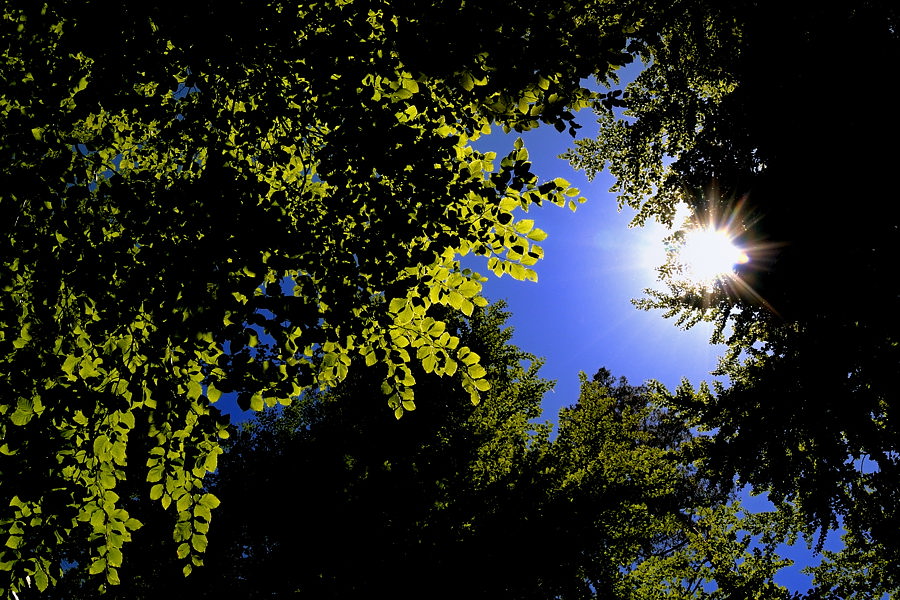 Wald 018