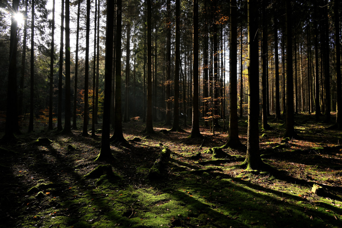 wald-02.JPG