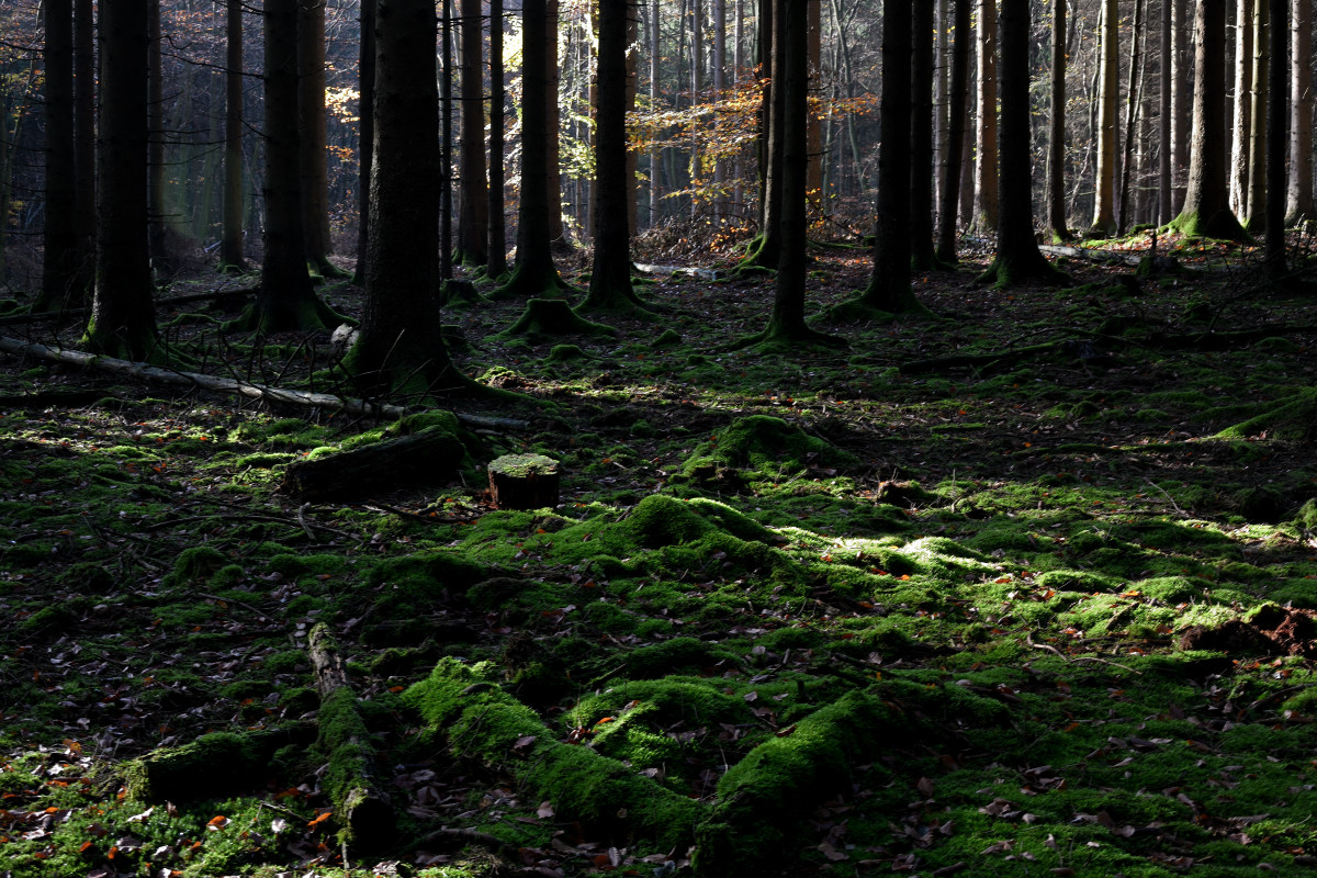 wald-03.JPG