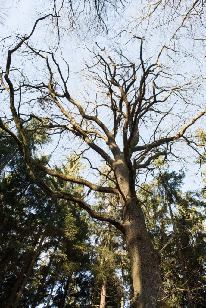 Wald 033