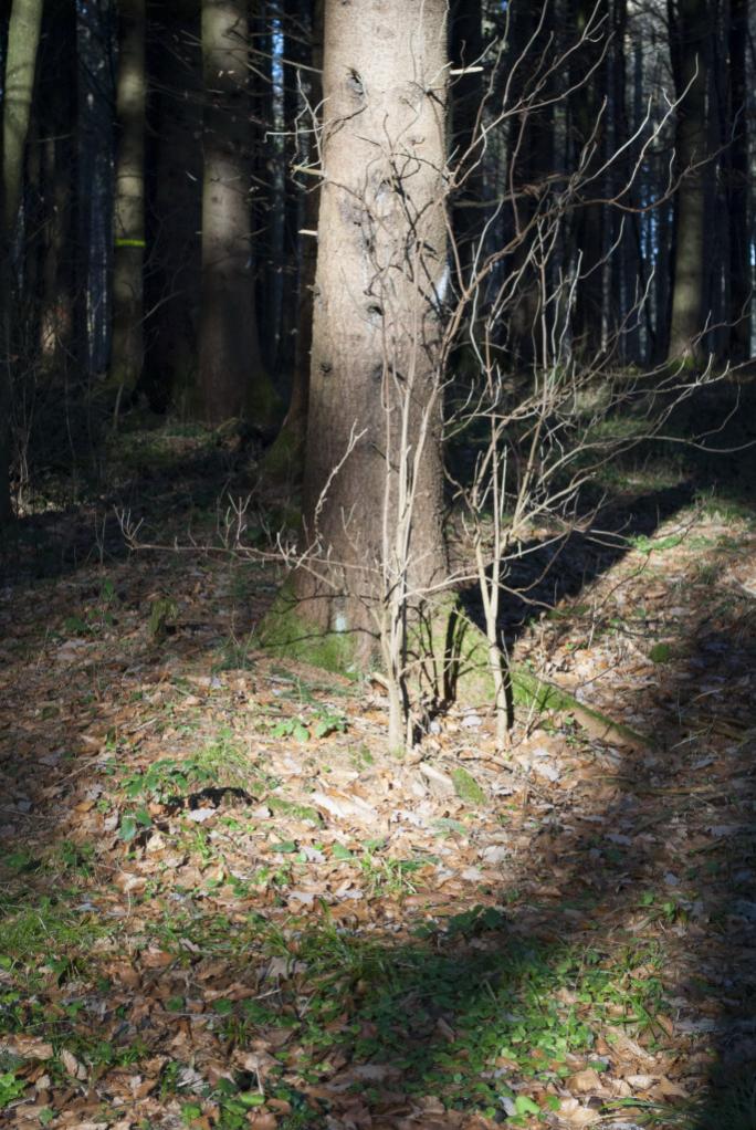Wald 048