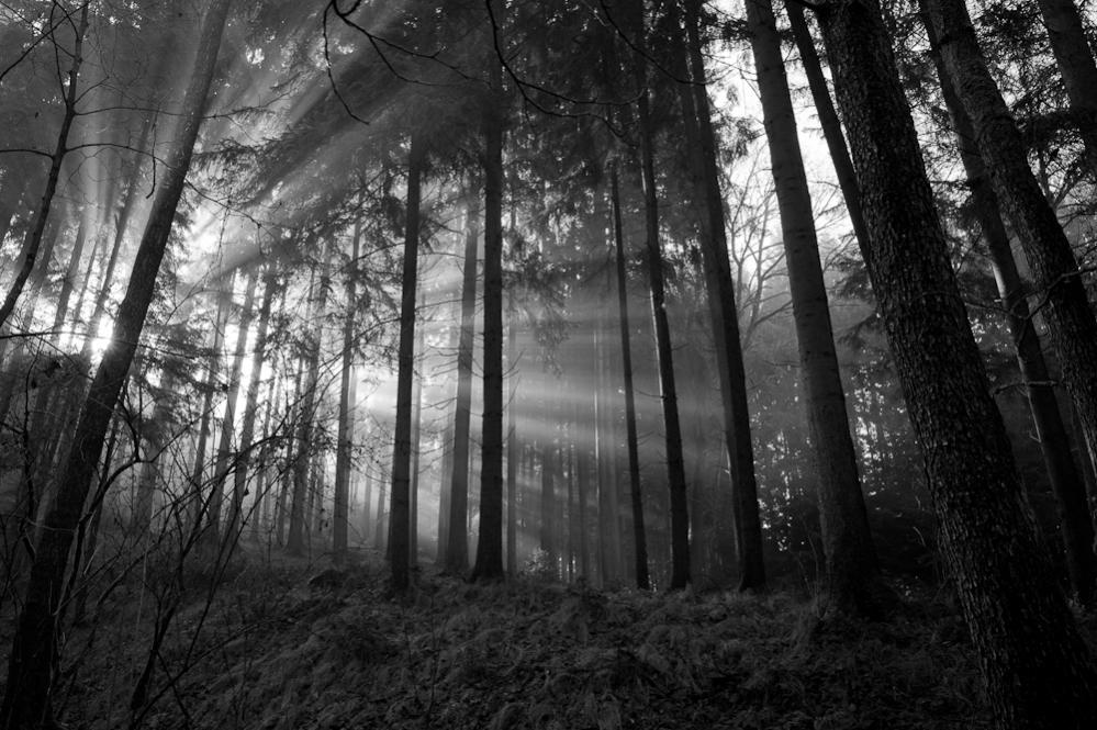 wald (1 von 1)
