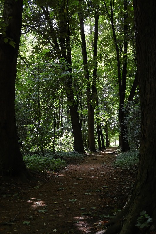 Wald 1