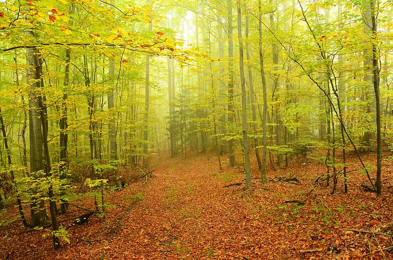 Wald 10 21