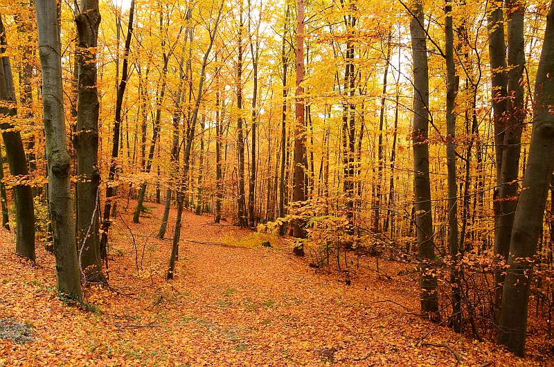 Wald 11 03