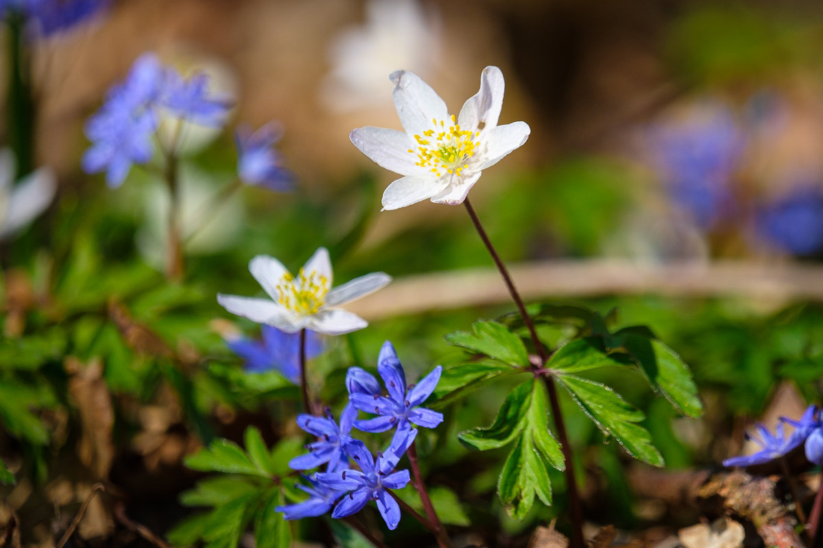 Wald-Ensemble-7836.jpg