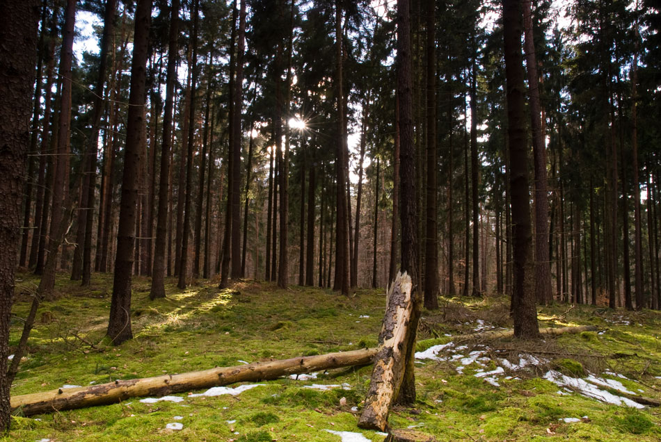 Wald Frühjahr 010