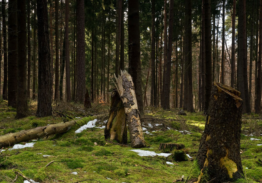 wald Frühjahr