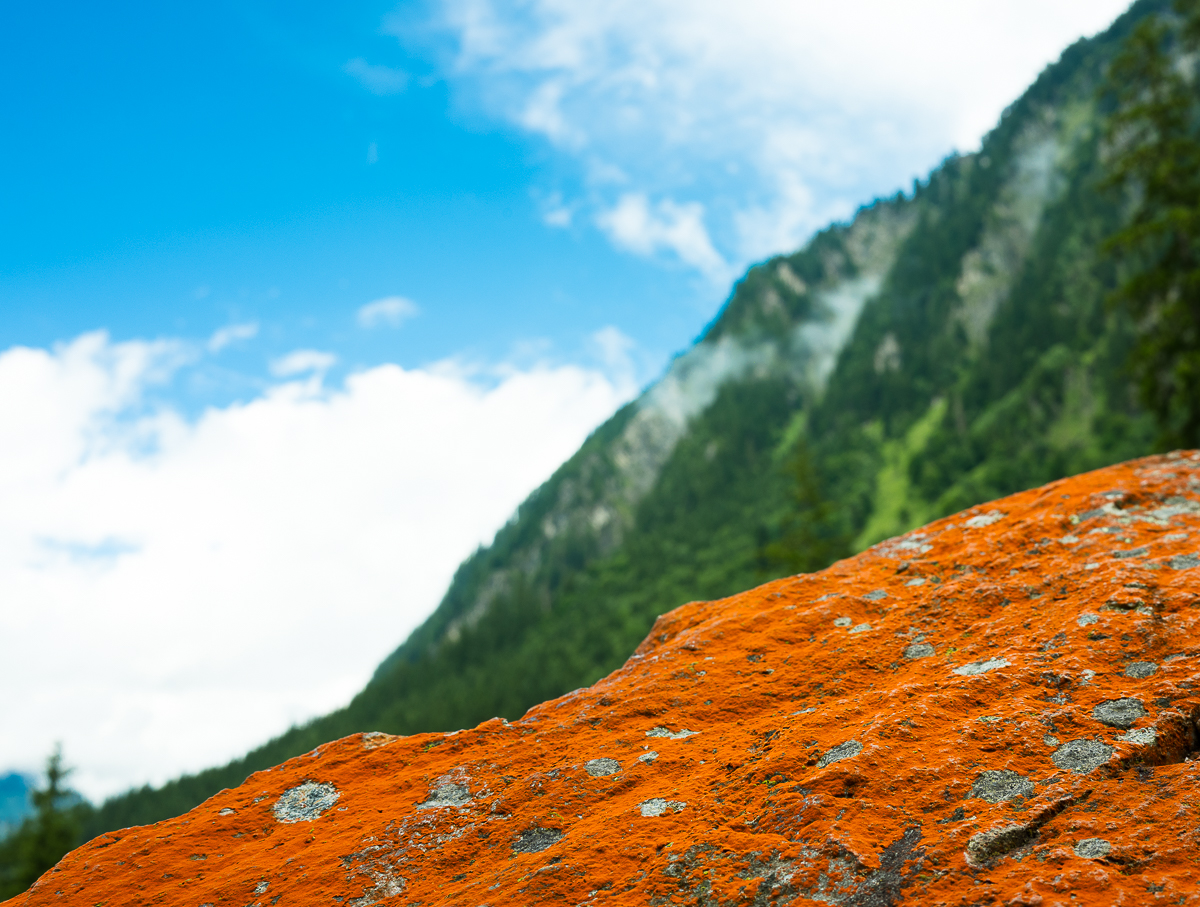 Wald i Pinzgau+Altenmarkt-1298.jpg