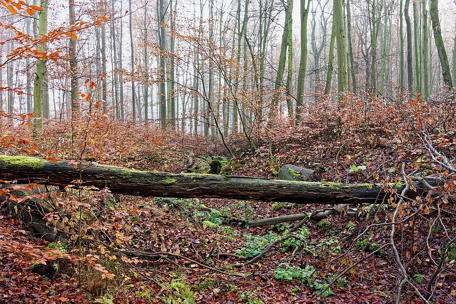 Wald I