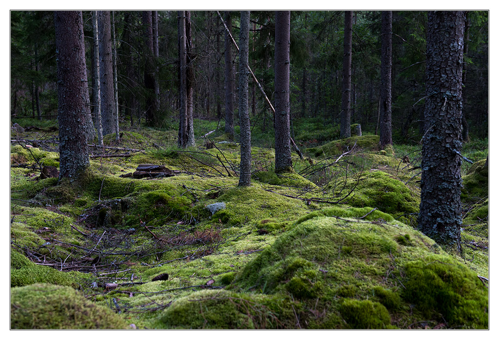 wald im dunkeln