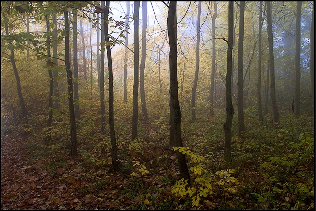 Wald im Nebel 4970 2 2